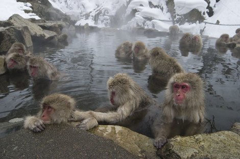 Jigokudani Yaen Koen (“the Snow Monkey Park”)