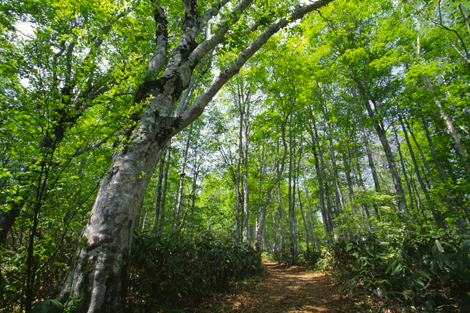 Beech Tree Forest Therapy in Nabekura Highlands, Iiyama