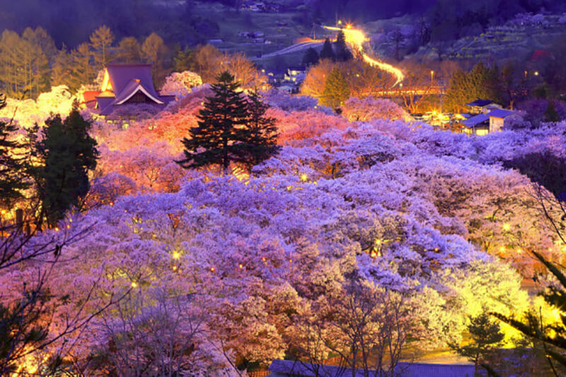 Best Cherry Blossom Peak Bloom at Night: Yozakura - Sakuraco
