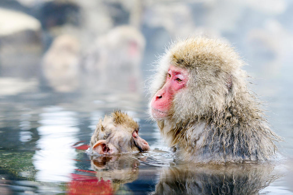 How to Get to the Snow Monkeys