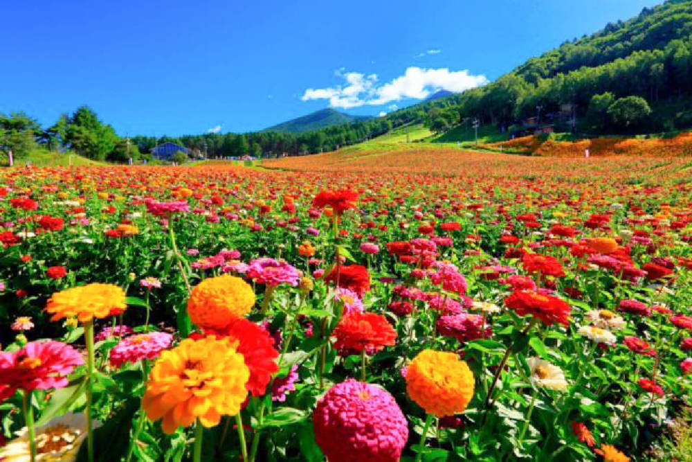 Where to See Flowering Fields in Nagano