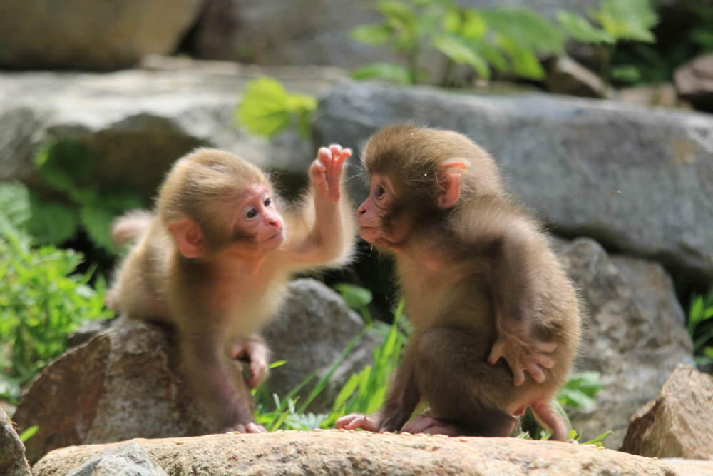 Snow Monkey Babies -- The Ultimate Reason to See Snow Monkeys Without Snow!