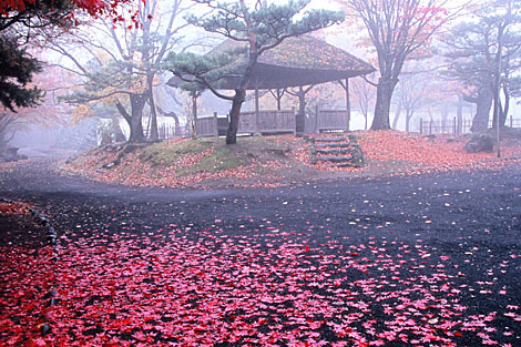 Kaikoen Autumn Leaves Festival