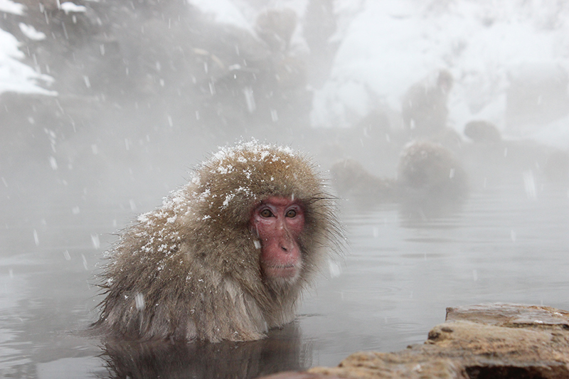 地獄谷野猿公苑 外国人もほっこり。こんなお猿、見たことない！ | 温泉