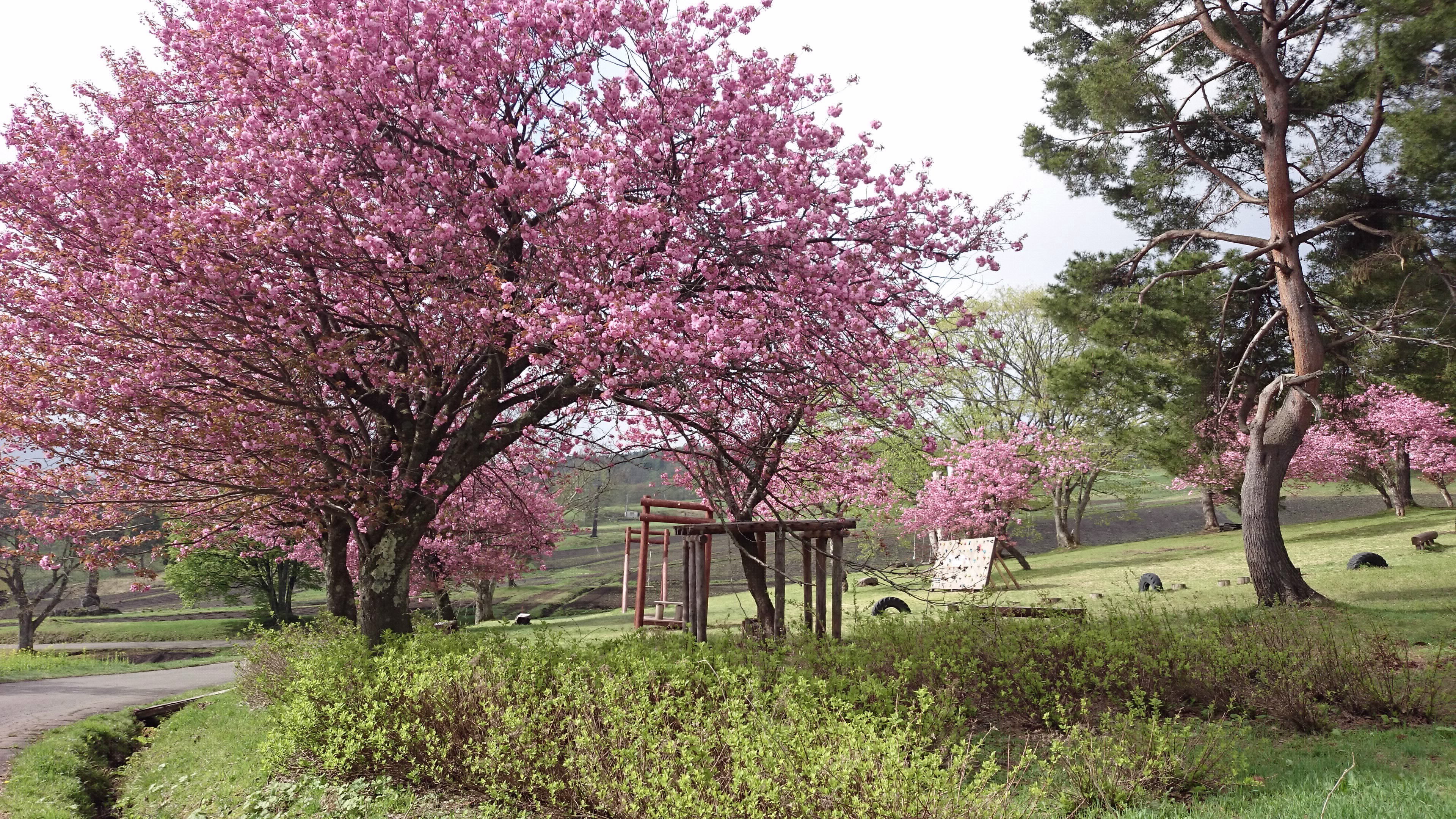 黒姫高原の八重桜