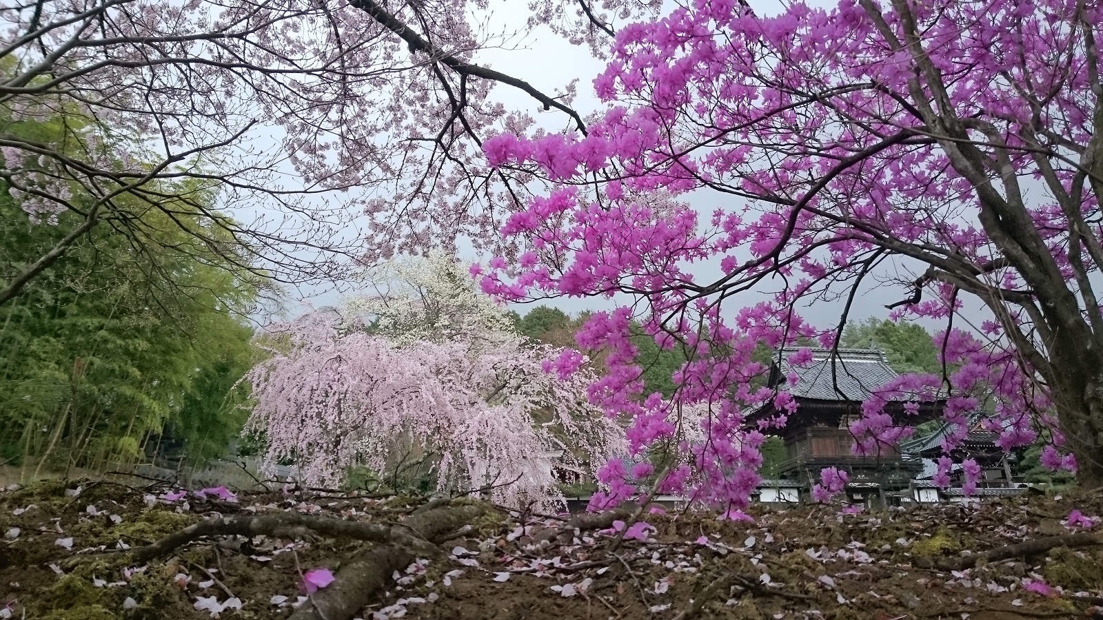 蔵澤寺の桜とツツジ1