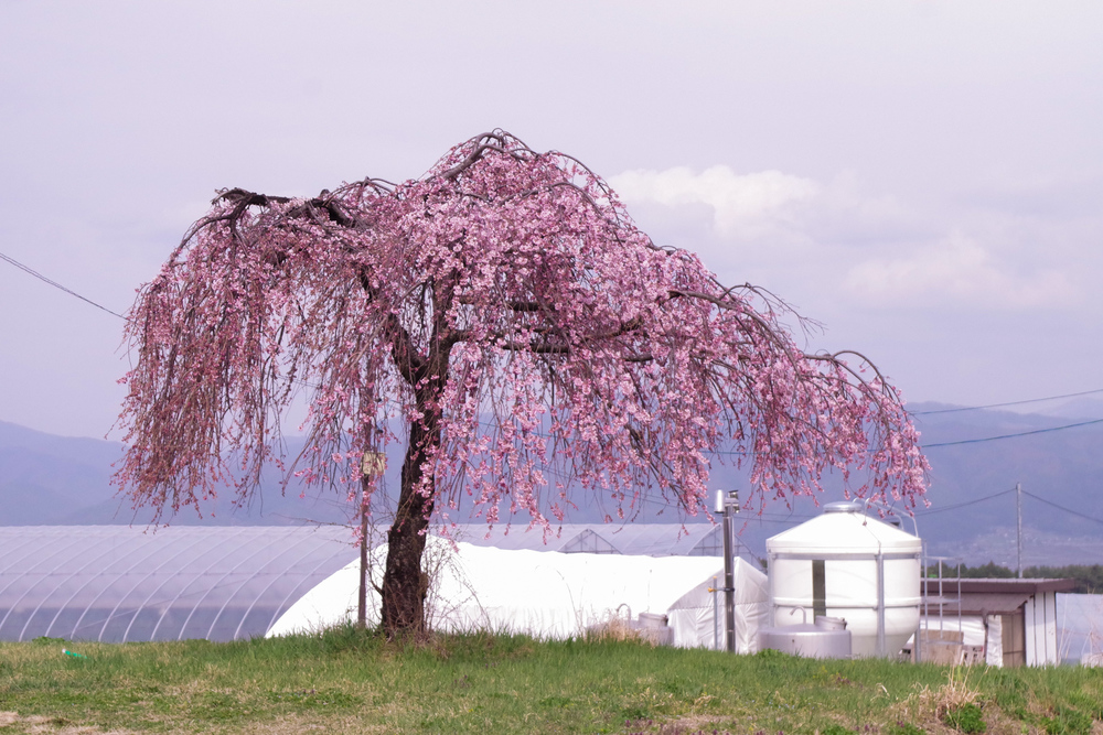 Snowy Spring in the Ina Valley: Senjojiki Cirque, Weeping Cherry Blossoms, and Strawberry-Picking