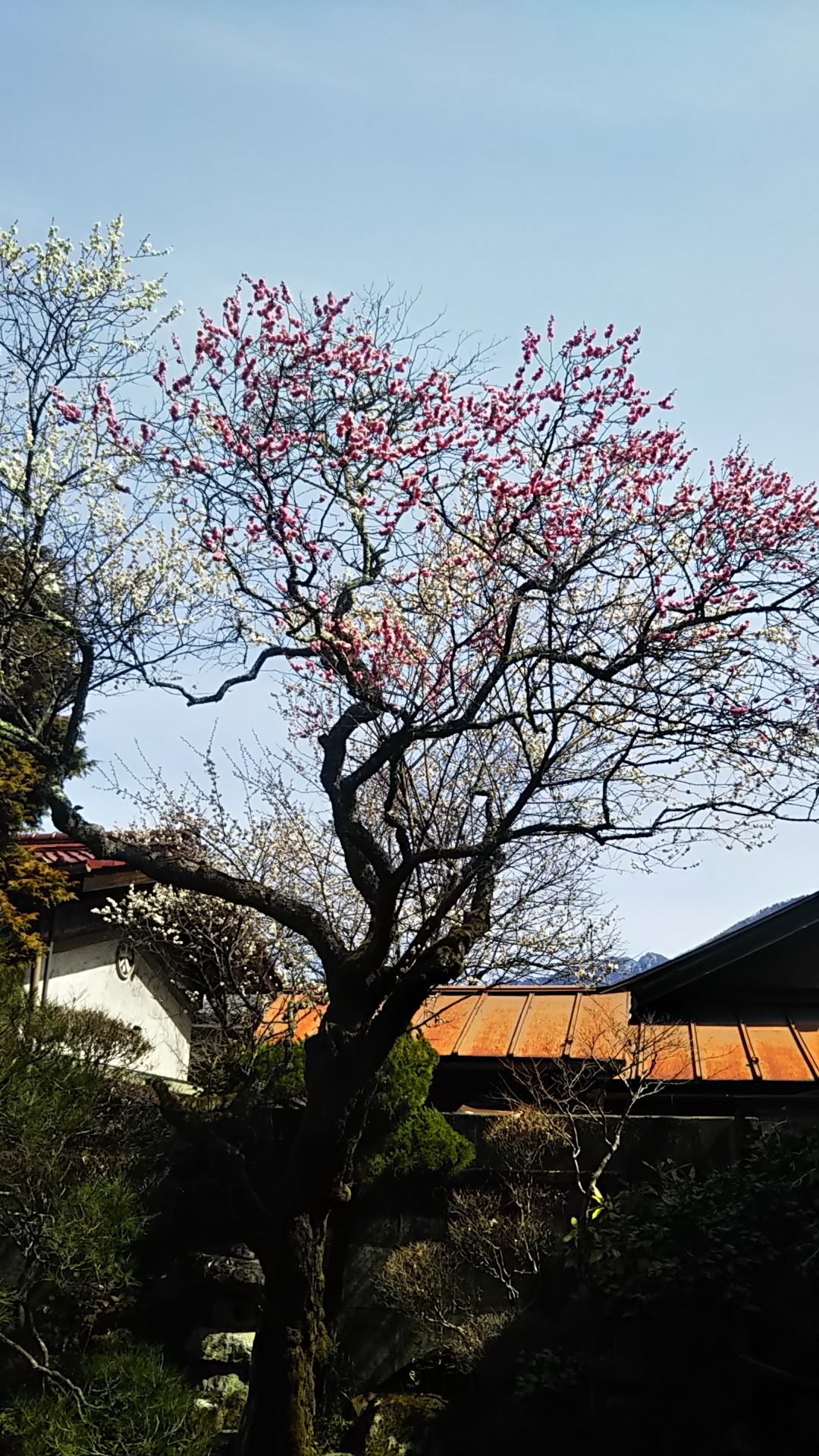 裏庭に咲く紅白咲分け梅の古木