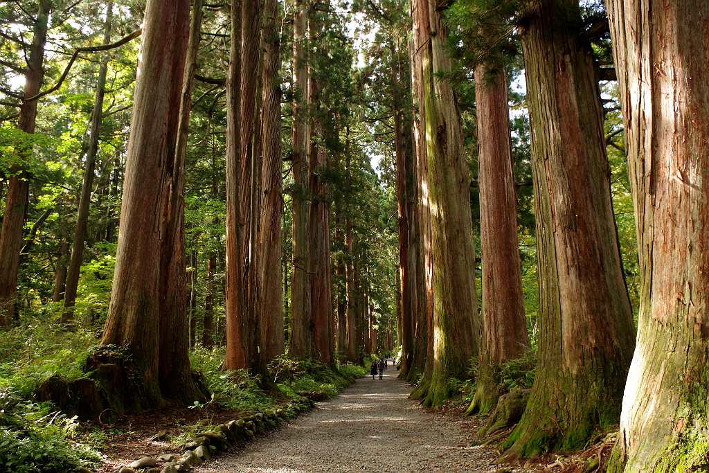 Jalan-jalan di Kuil Togakushi Okusha dan taman dengan tanaman hutan-hutan