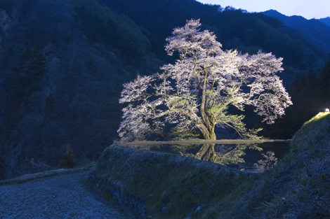 Satu Batang Pohon Sakura di Nagano Selatan