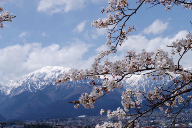 ดอกซากุระและเทือกเขาแอลป์ญี่ปุ่น
