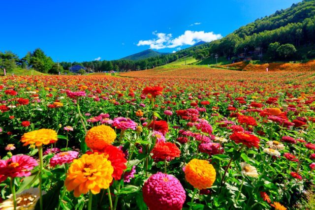 สถานที่ชมทุ่งดอกไม้ใน Nagano