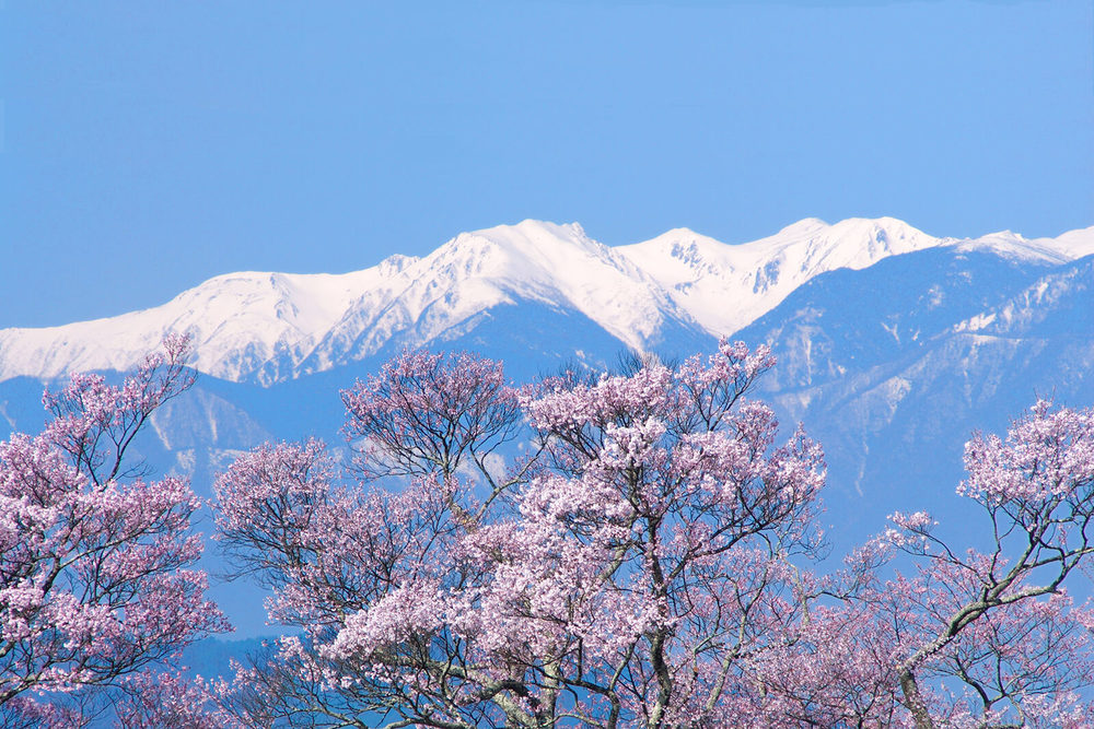 长野热门赏樱景点