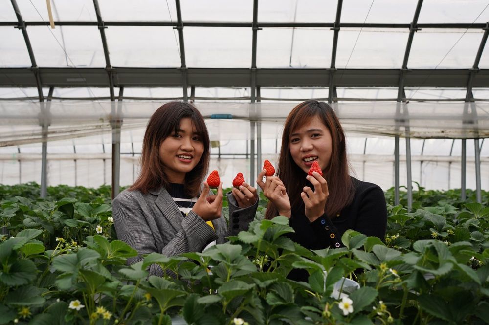 Let&#039;s stuff our stomachs with seasonal strawberries! Strawberry picking in Miharashi Farm