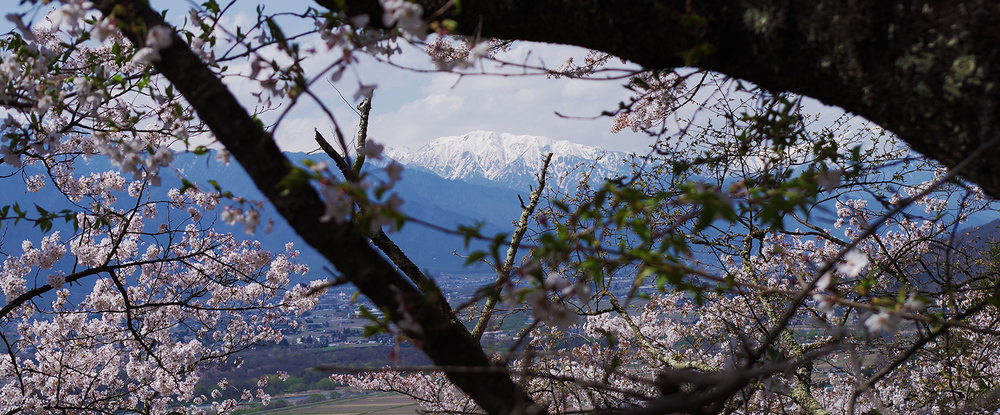 봄의 눈덮인 산과 벚꽃