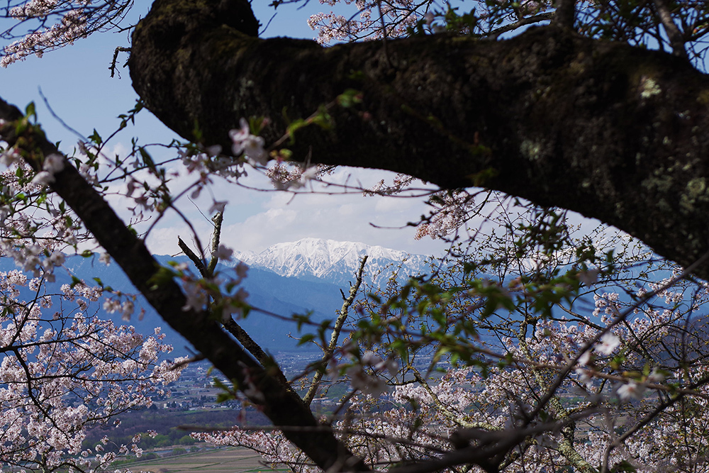 봄의 눈덮인 산과 벚꽃