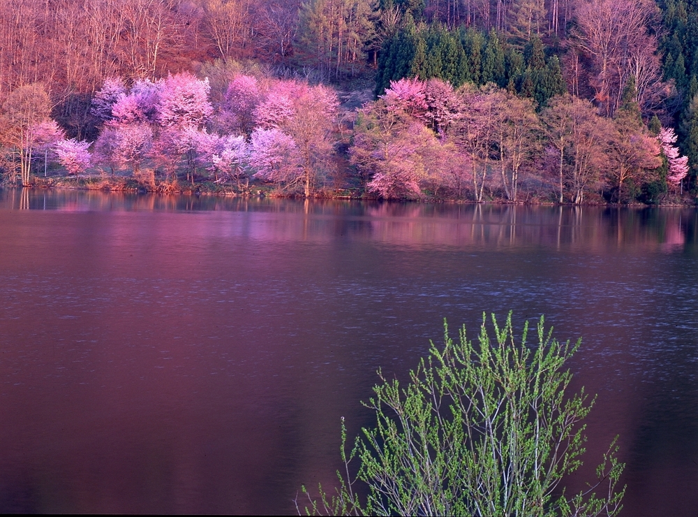 The Wild Cherry Trees of Lake Nakatsuna