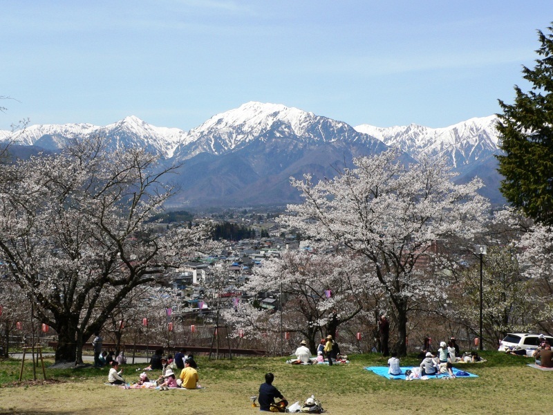 Cherry Blossoms at Omachi Park