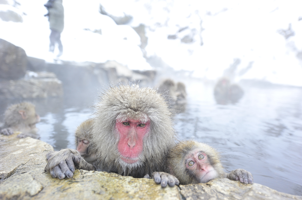 Jigokudani Yaen Koen(Snow Monkey Park)