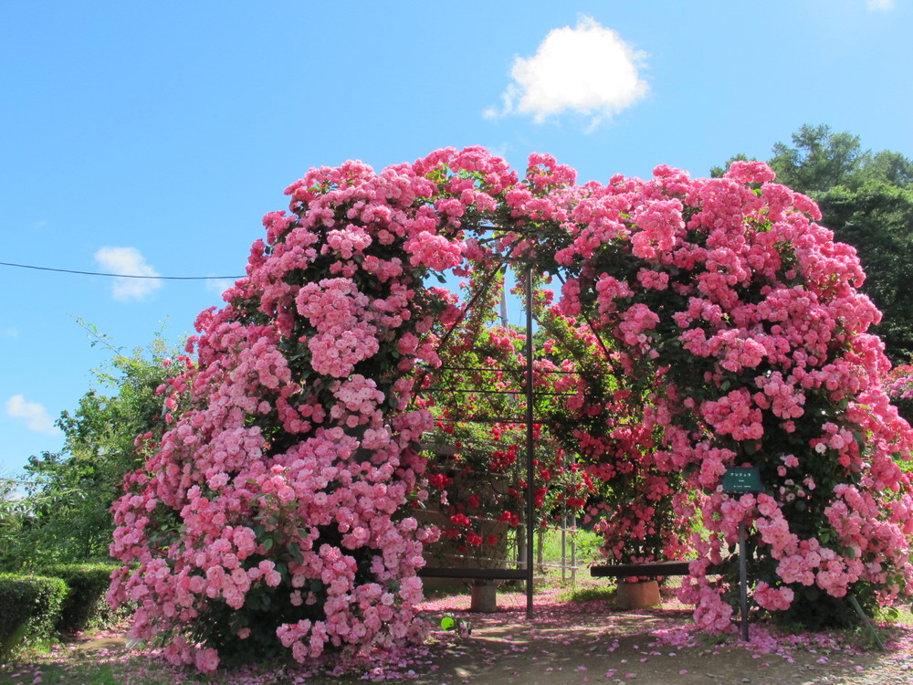 高遠 しんわの丘ローズガーデン 花と植物 自然 トリップアイデア Go Nagano 長野県公式観光サイト