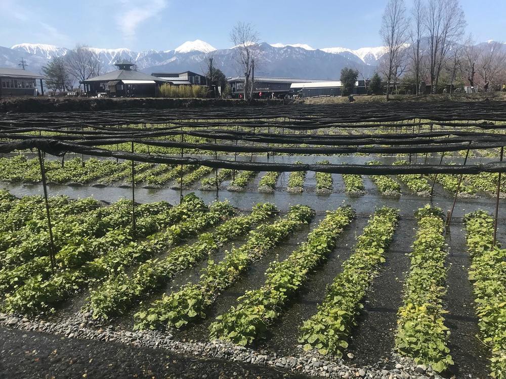 The World’s Largest Wasabi Farm with Stunning Scenery to Match