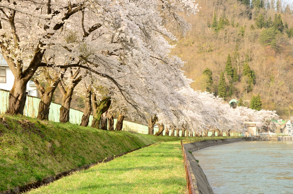 西大滝ダムの桜