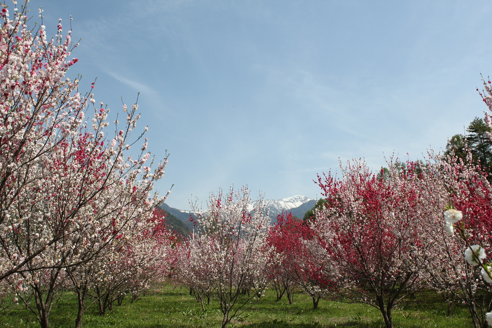 木曽駒森林公園の花桃