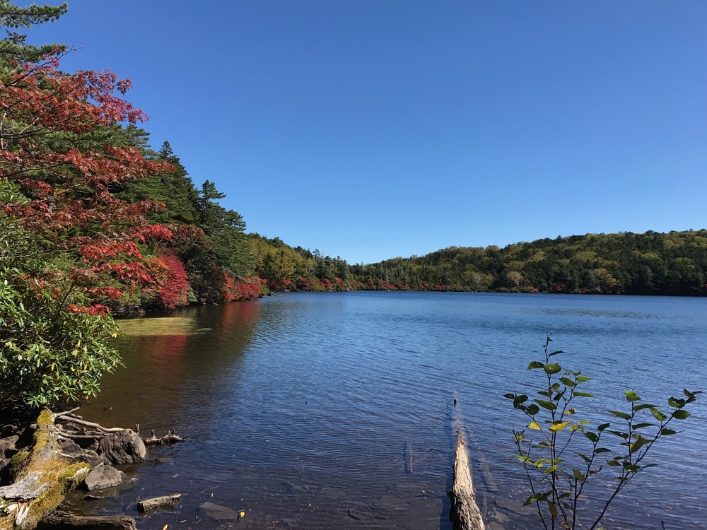 Shirakoma Pond and the Moss Forest