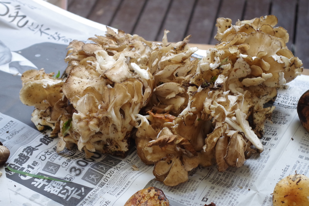 Mushroom-picking with Guesthouse Lamp