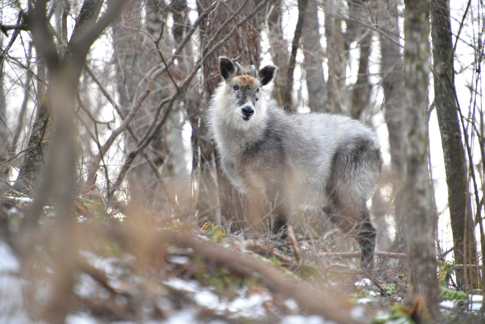 Japanese Serow Watching Tour