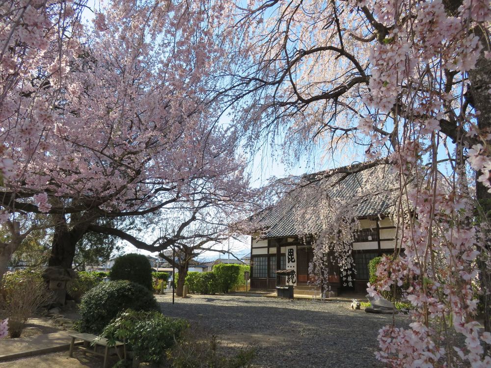 本堂前の庭園に4本のシダレザクラと2本の大山桜が咲き広がります。見ごろ4月上旬～中旬