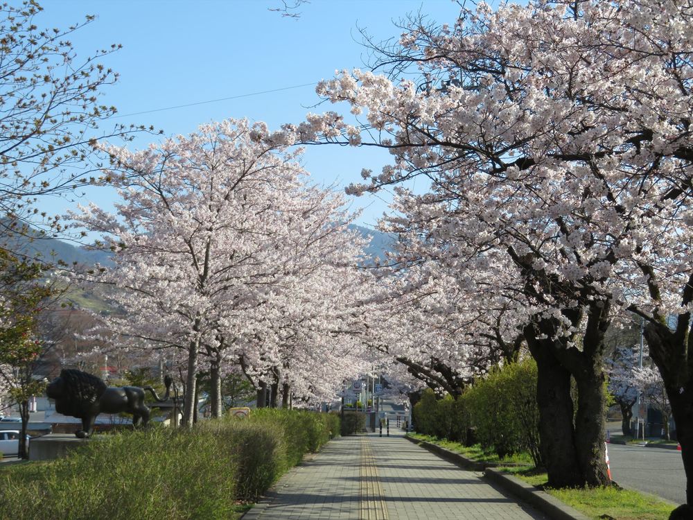 長野市城山公園の桜