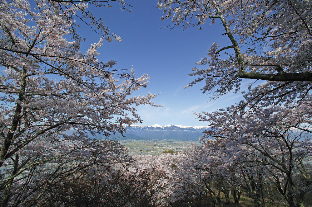【長野で低山登山】 桜のお花見登山にもおすすめ 「光城山」「長峰山」に登ってきた