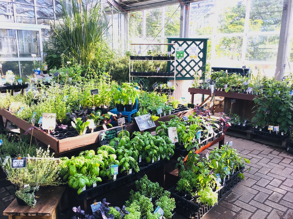 You can find approximately 300 different kinds of herbs seedlings at the store.1