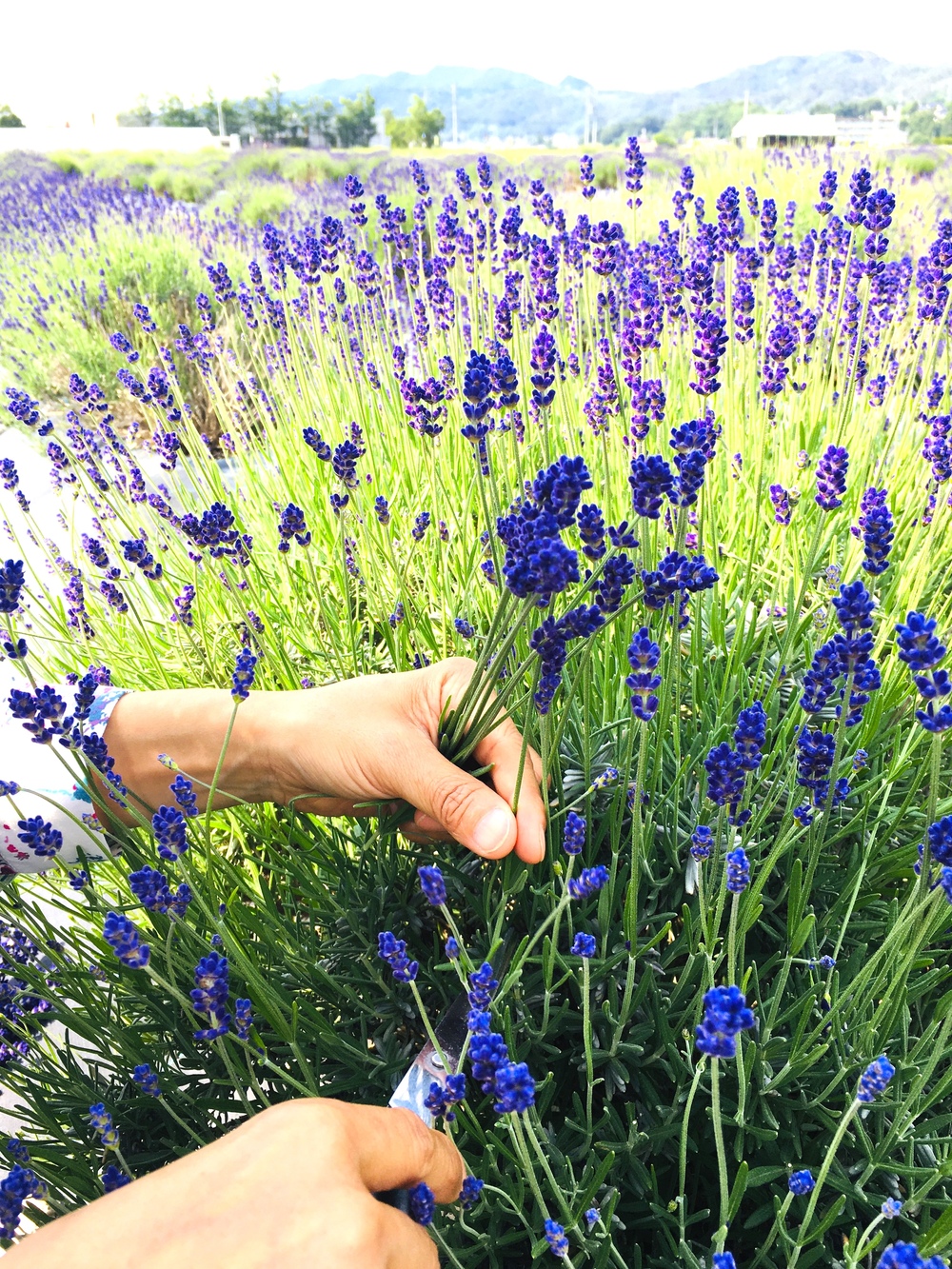 Lavender picking is available from June to July.