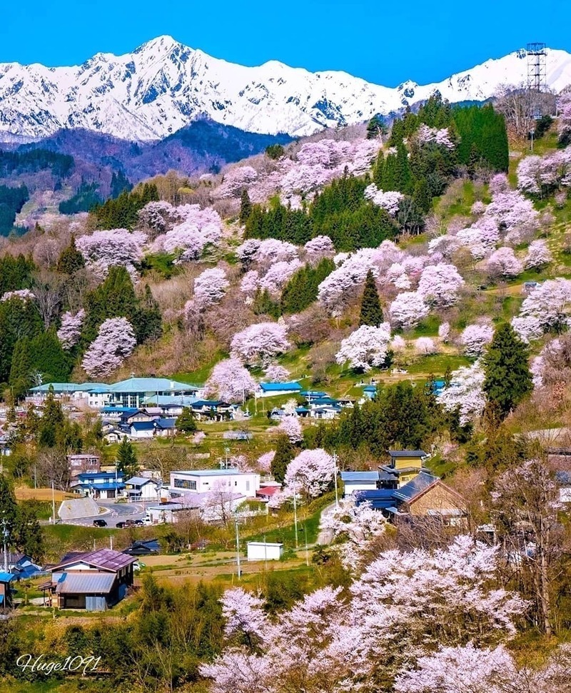 残雪の北アルプスをバックに山の斜面いっぱいに咲き乱れる二反田の桜。絶景スポットとしてカメラマンも多く訪れます