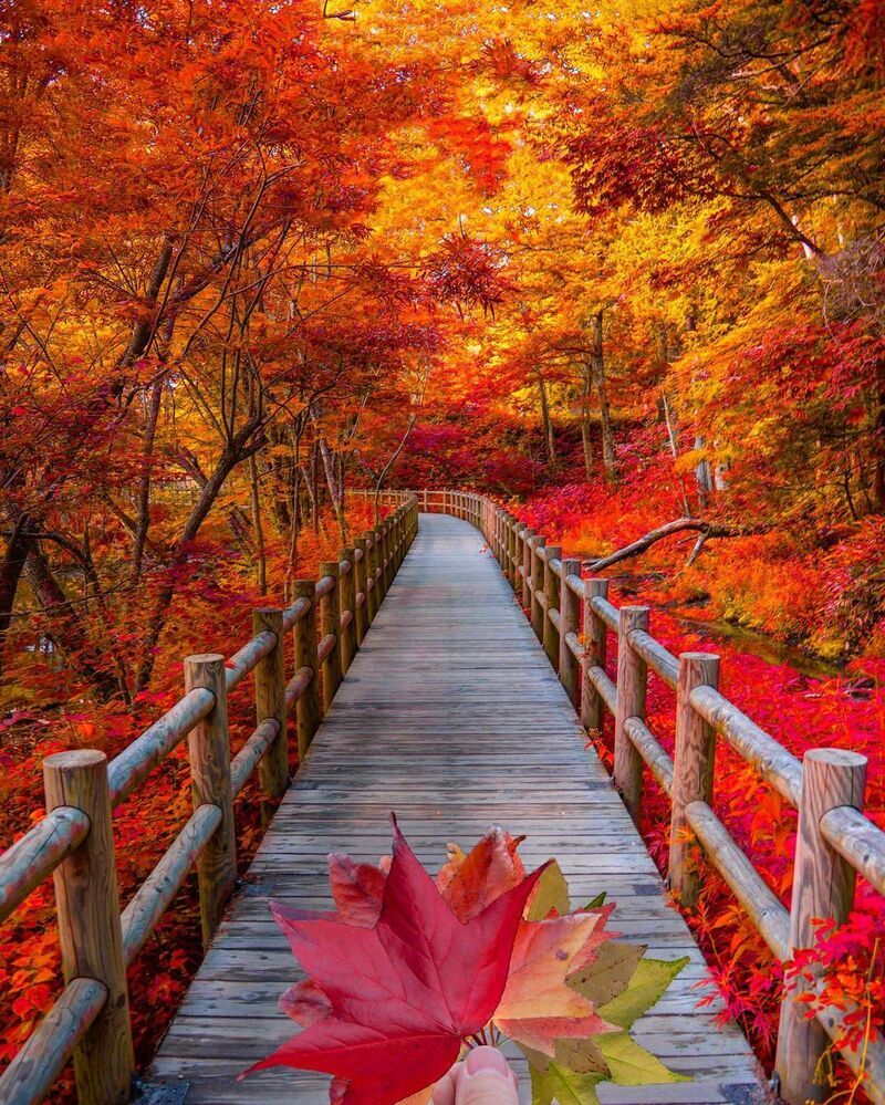 例年10月中旬～下旬に見頃を迎える大正池周辺の紅葉。木道が設置されているため歩きやすく、トレッキング初心者でも安心です