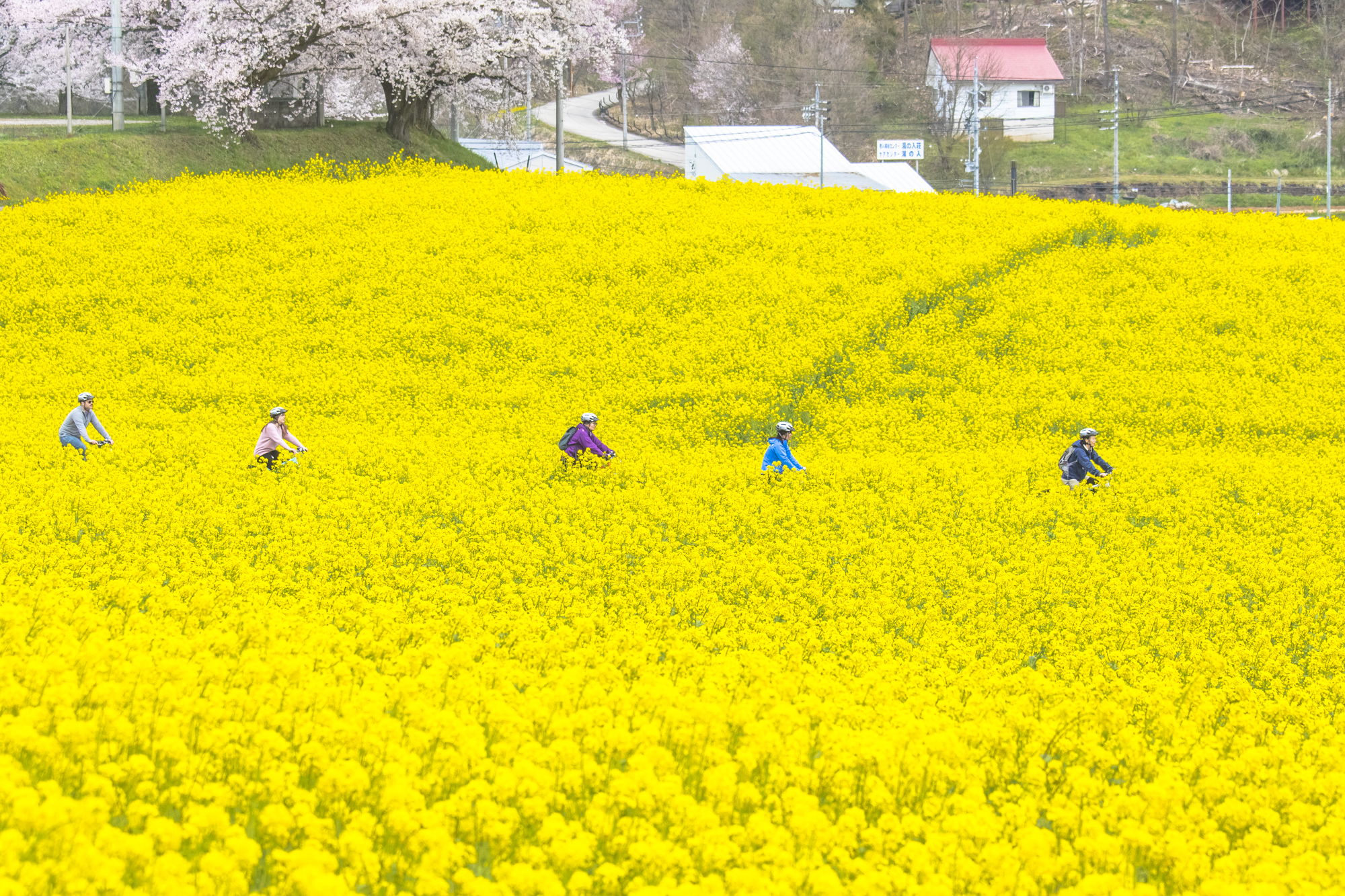 春の信越自然郷といえば、一面に菜の花が咲き、黄色い絨毯のようになる『菜の花公園』が人気のフォトスポット！