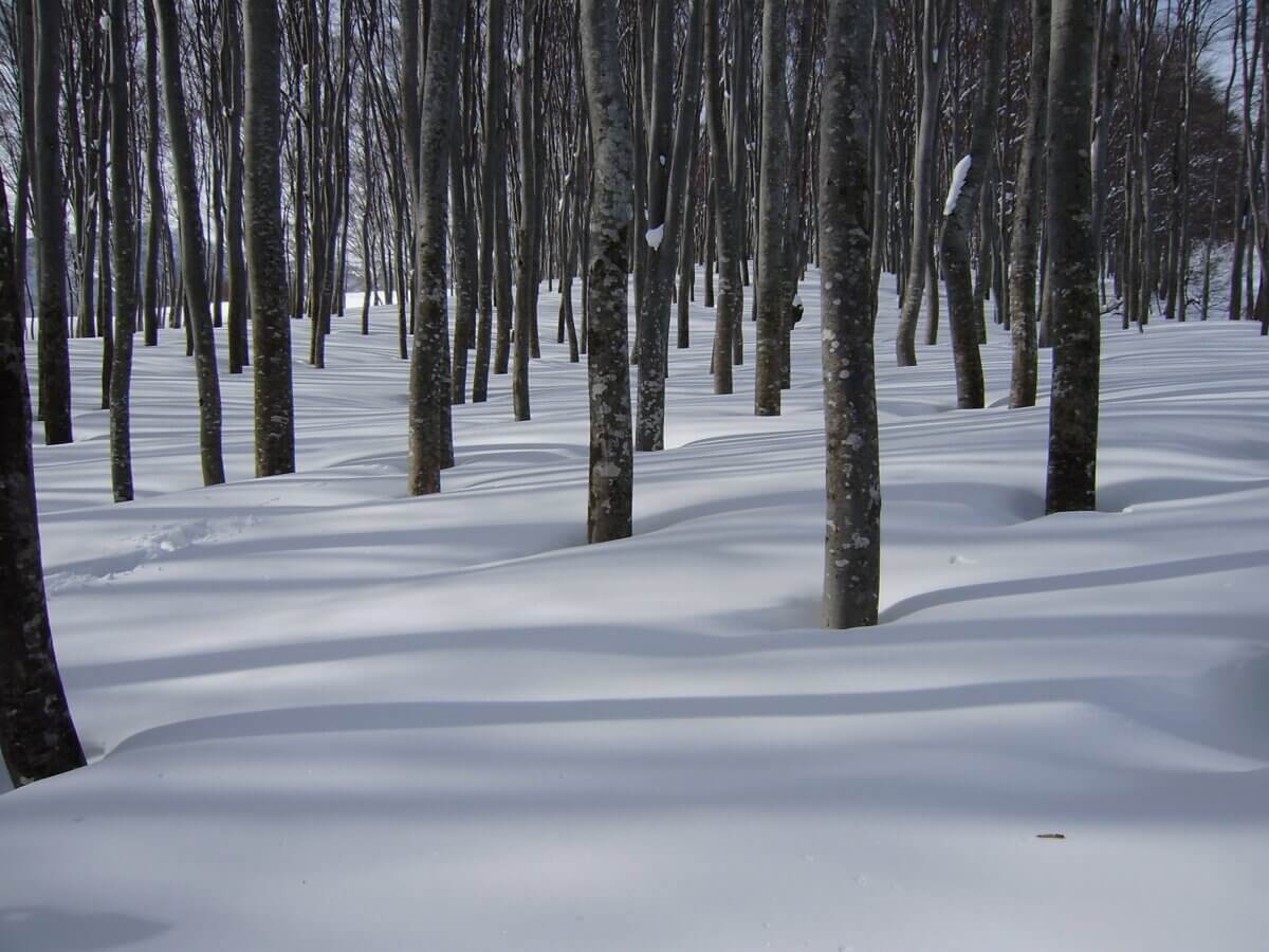 ゴール地点は羽広山のブナ美林※写真は2月に撮影されたもの