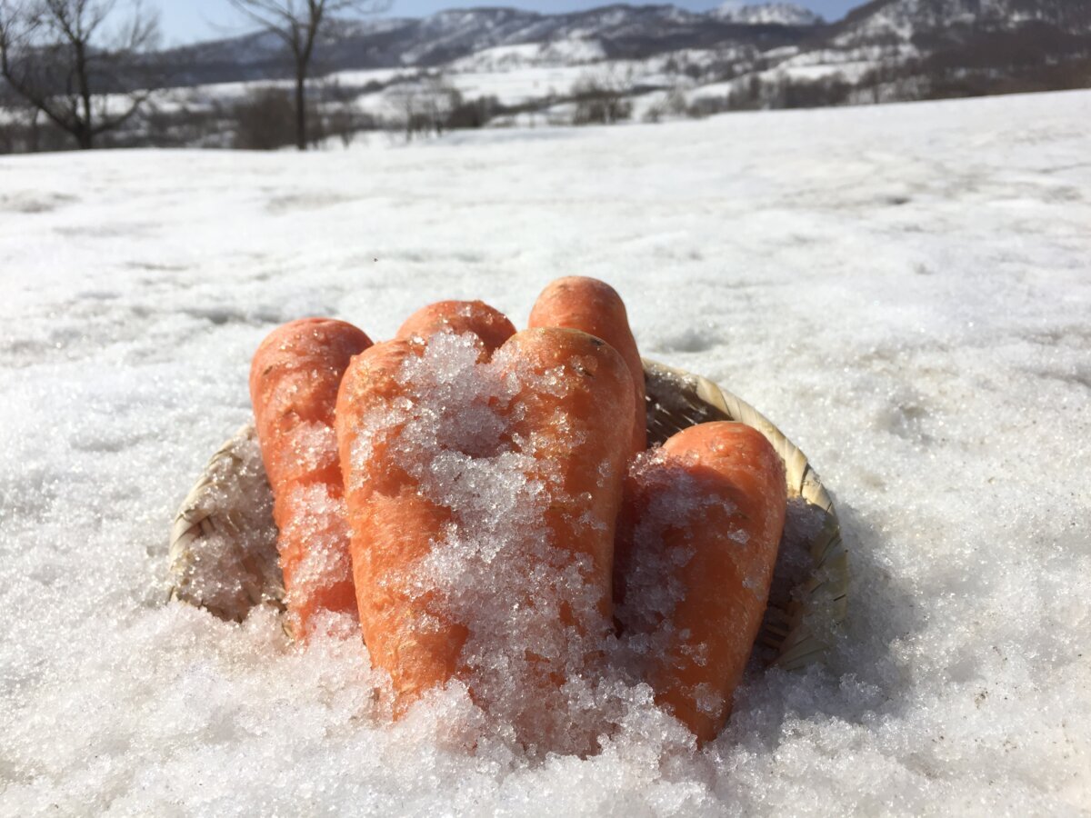 スノーキャロットとは、通常秋に収穫するニンジンを冬の間、雪の下で寝かせ春に収穫します。このように氷温熟成することで、ニンジン独特の臭みが抜け、糖度が増した美味しい人参となります。