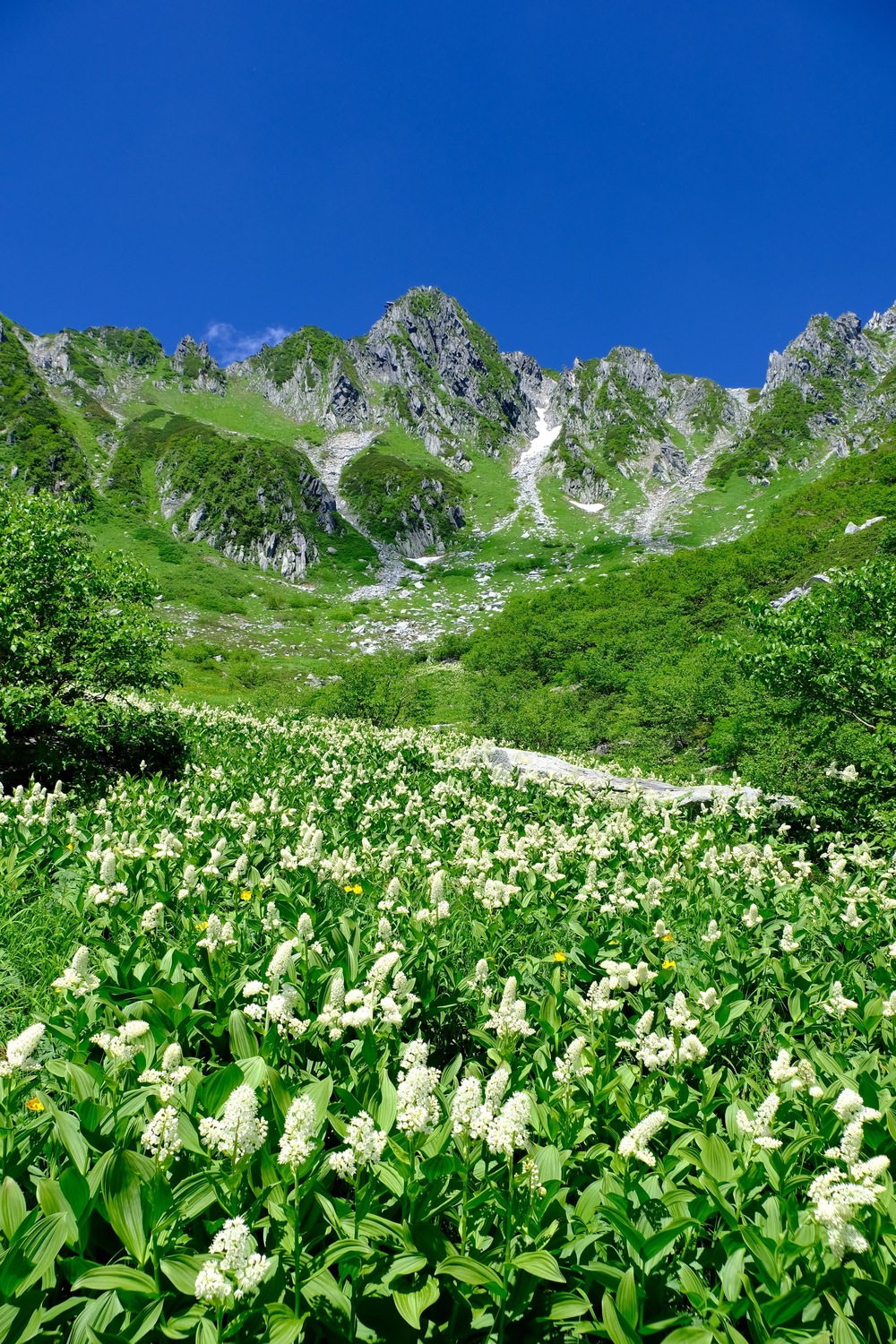 千畳敷カールは高山植物の宝庫です。　数年に一度見られる『コバイケイソウ』の群落