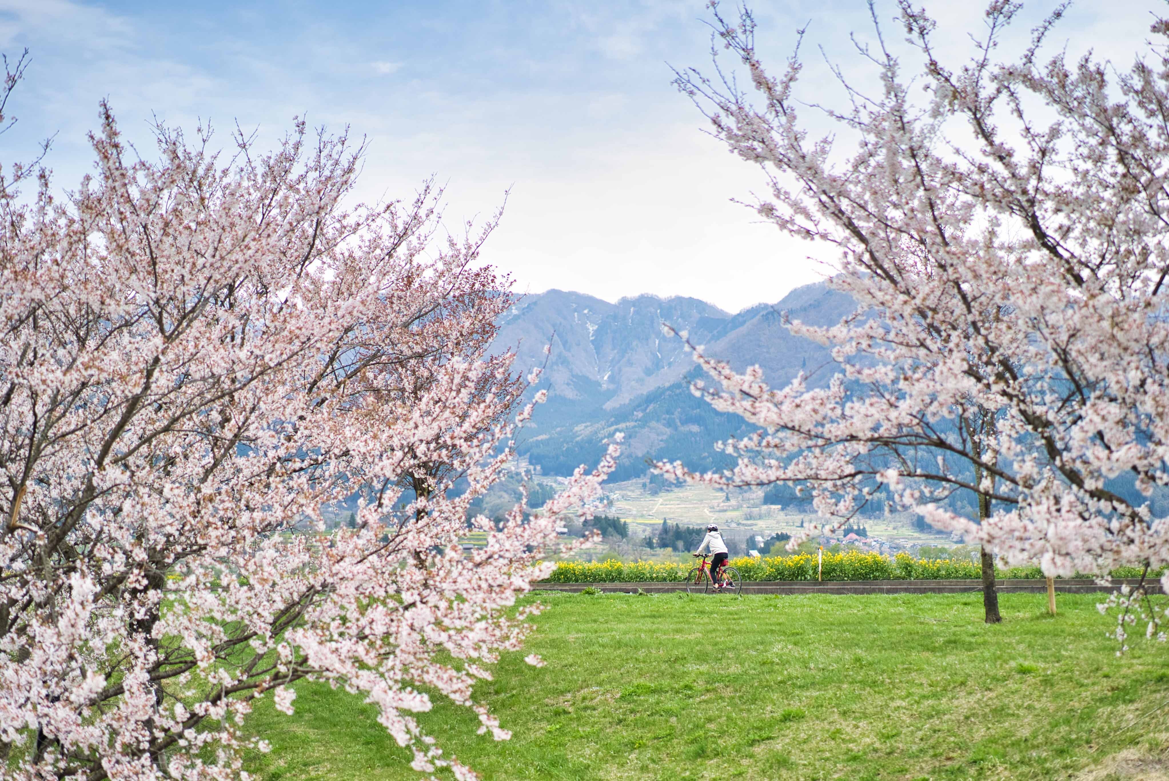 桜の時期（例年4月中旬～5月初旬頃）には美しい光景が見られます。