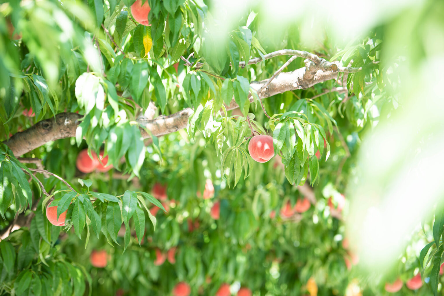 大森園&lt;br /&gt;
小諸には清らかな水と空気があり、晴天が多く、朝晩涼しい高原特有の気候のため、糖度の高い桃のが育つと言われます。小諸を代表する桃農家さんへ、朝一番に訪れます。