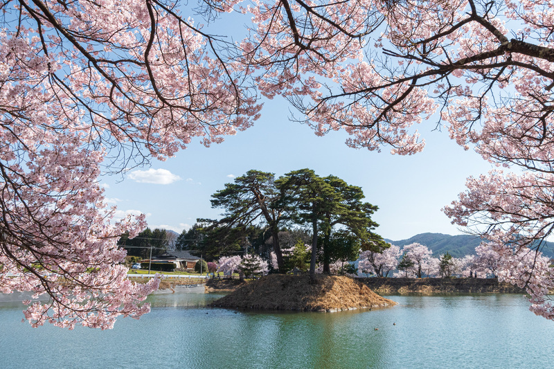 Cherry Blossoms at Rokudo no Tsutsumi