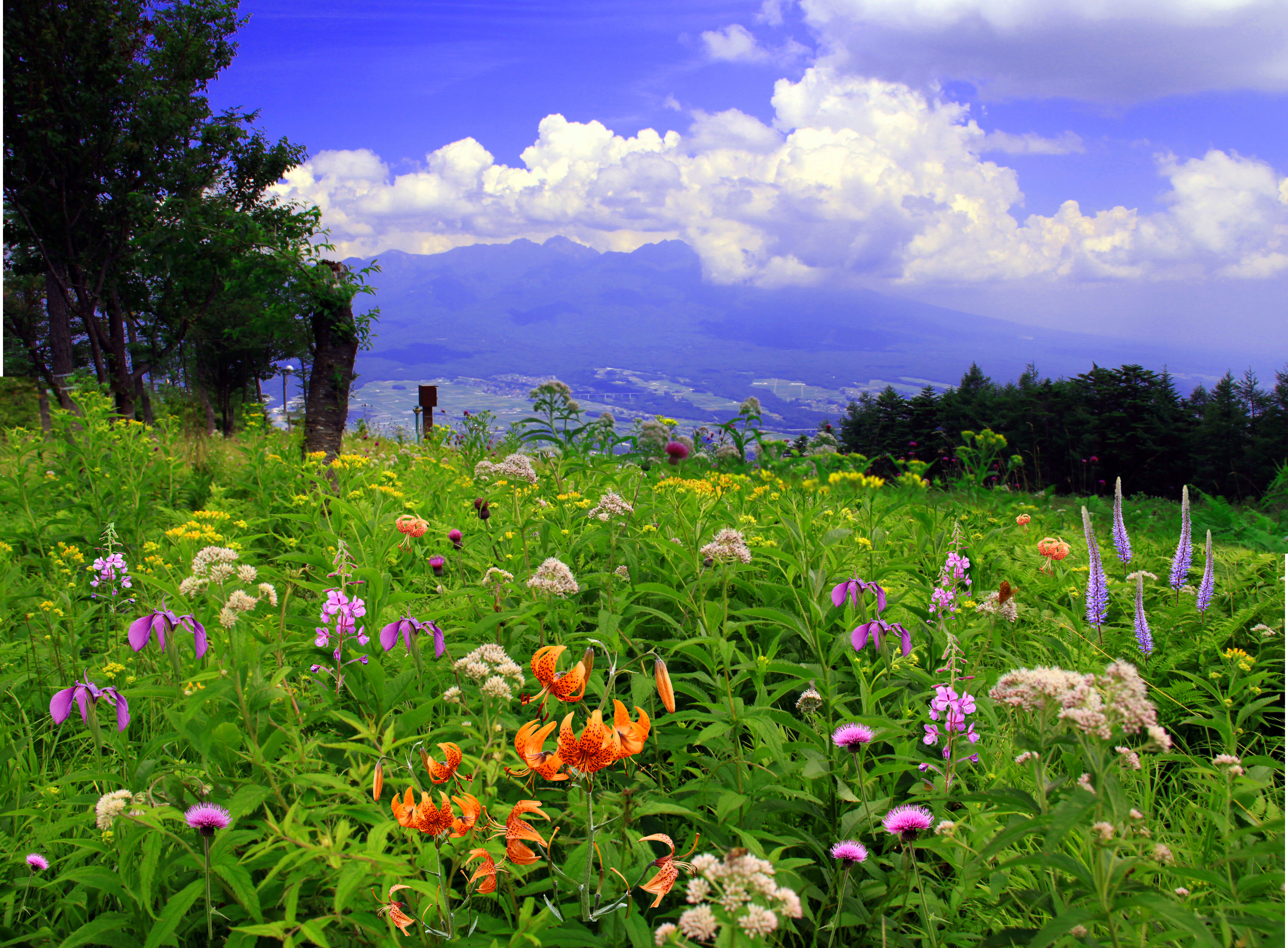 【現在参加者募集中】花の百名山入笠山の山野草と渡り蝶を楽しむコース