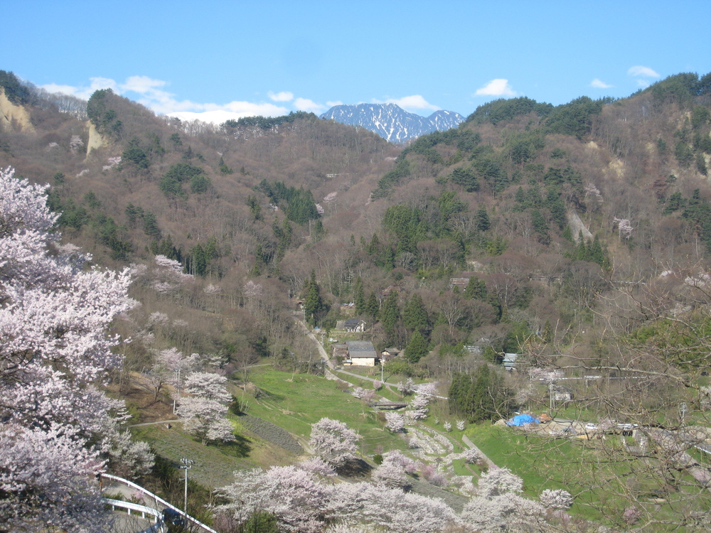 陸郷山桜（トレッキング・散策）