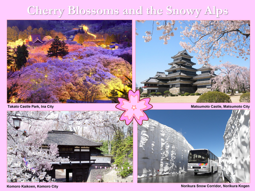 Cherry Blossom Spots
