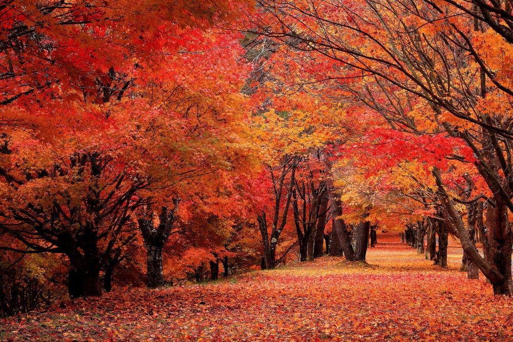 【ツアー参加者募集】絶景もみじ湖紅葉 と りんご狩り（外部サイトへリンクします）