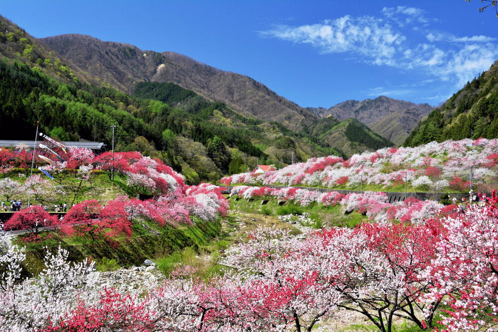 月川温泉の花桃（花桃の里）