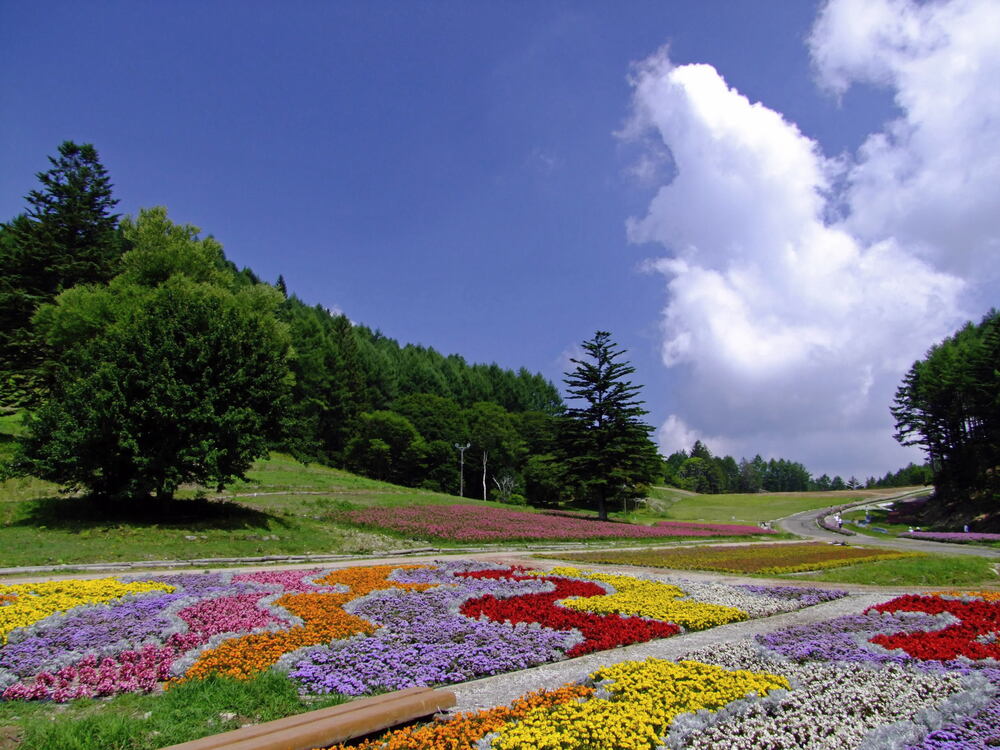 色鮮やかな花々が園内を彩ります1